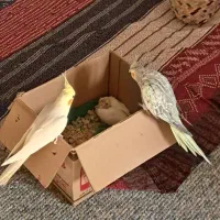 عروس هلندی نر و ماده با جوجه و وسایل|پرنده|چغادک, |دیوار