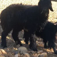 دوتا شیشک دو قلو گون کرده معاوضه با بز یا نقدی|حیوانات مزرعه|بازفت, |دیوار