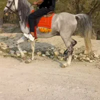 سلام اسب نریون شیش ساله سواری دار