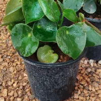 قطره باران|گل و گیاه طبیعی|اصفهان, زاجان|دیوار