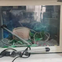 اگواریوم با ماسه و مهتابی بخاری