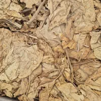 برگ زرد انار تمکو