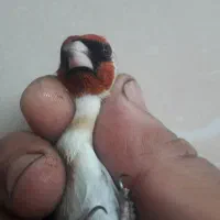 سهره گل بلند|پرنده|قم, شاه ابراهیم|دیوار