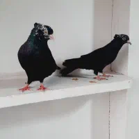 کبوتر زاغ کل ماسی چشم نوک سفید پرشی