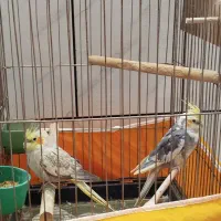 مولد عروس هلندی|پرنده|خمینیشهر, |دیوار