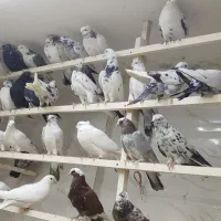 کبوتر بار جدید ‌۹/۸.شنبه .کفتر تعداد.سواکن و جداکن