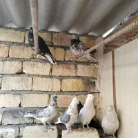 کبوتر پرشی سنگین