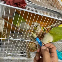 گرینچیک جفت مواد به ضمانت