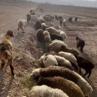 ،40راس بره 35نر 5ماد