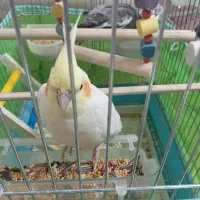 2 عدد عروس هلندی تخم گذار