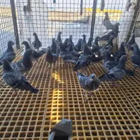 ۲۰ جفت کبوتر پلاکی مسافتی به شرط|پرنده|شیراز, دشت چنار|دیوار