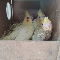 جوجه عروس هلندی