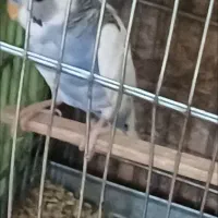 مرغ عشق ابلغ سفید ابی نر