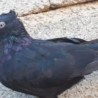 طوقی زاغ|پرنده|بندر ماهشهر, |دیوار