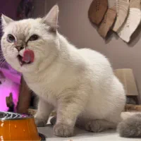 گربه بریتیش ماده خاص|گربه|مشهد, فلسطین|دیوار