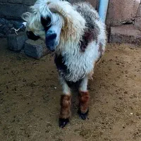 بره|حیوانات مزرعه|اردل, |دیوار