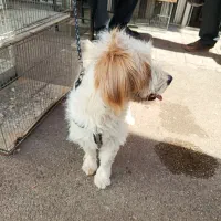 سگ پاکوتاه|سگ|اردبیل, |دیوار