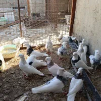 22 تا طوقی الماسی زرین سرکه ای کارتونی|پرنده|بندر ماهشهر, |دیوار