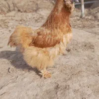 فروش مولد مرغ ابریشمی|حیوانات مزرعه|نسیم‌شهر, |دیوار