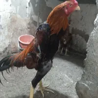 مرغ خروس لاری