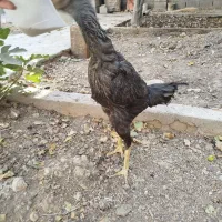 مرغ لاری ۶دنگ خروی لاری|حیوانات مزرعه|مشهد, شهید احمدی روشن|دیوار