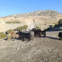 بز و بزغاله یا گوسفند داشتی درجه یک جوان|حیوانات مزرعه|ایلام, |دیوار