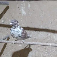 کبوتر پرشی|پرنده|قم, نخودی|دیوار