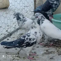 کبوتر کاشونی پرشی|پرنده|پیر بکران, |دیوار