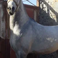 اسب نریان هفت ساله