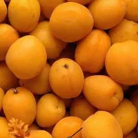 نهال زردآلو عطر اصیل ایرانی|خدمات باغبانی و درختکاری|سلماس, |دیوار