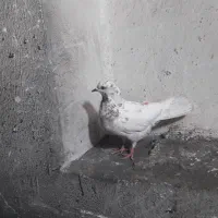 تعدادی کبوتر