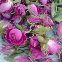 نهال پاجوش گل محمدی|عمده‌فروشی|قطرویه, |دیوار