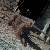 لاس سرخ قدریجونی ولاس ابلغ