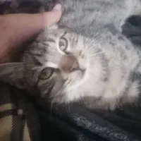 واگذاری بچه گربه سه ماه نر