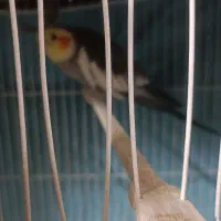 عروس هلندی نر سرمست با قفس و لونه و....|پرنده|مشهد, استاد یوسفی (شهرک غرب)|دیوار