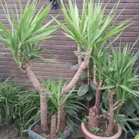 یوکا تنه در اندازه و ابعاد مختلف|گل و گیاه طبیعی|تهران, اکباتان|دیوار