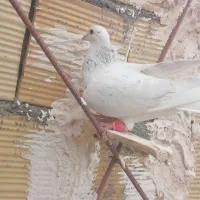 کبوتر در پرنده