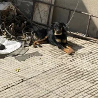 گمشده سگ طرف مسکن پارک شرغی