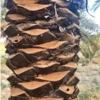 برش وهرس کردن انواع نخل ودرخت