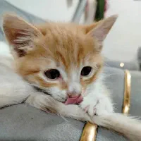 گربه نر کوچولوی دوماهه