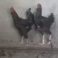 مرغ و خروس