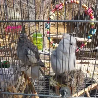 عروس هلندی ماده آماده