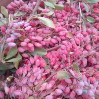 زرشک تازه، تربت|خوردنی و آشامیدنی|تربت جام, مولانا|دیوار