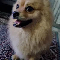 باکس پت خانگی سگ