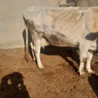 یه راس گاو سیمنتال با گوساله اش نر سیمین