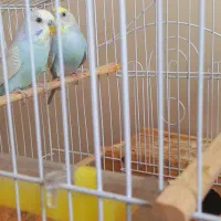 فروش مرغ عشق نژاد اسپانگلی در حال تخم گذاریی|پرنده|سردشت, |دیوار