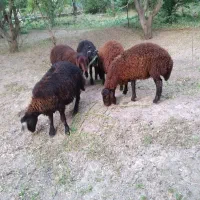 گوسفند|حیوانات مزرعه|مراغه, |دیوار