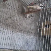 یک جفت فنچ نرگسی سیلور ویک عدد نر سفید تک