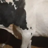 فروش ۲ راس گاو به قیمت  مناسب|حیوانات مزرعه|کشکوئیه, |دیوار