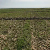 زمین کشاورزی|فروش دفتر صنعتی، کشاورزی، تجاری|هندیجان, |دیوار